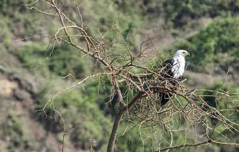 Águila - parque nacional Queen Elizabeth - Uganda 1